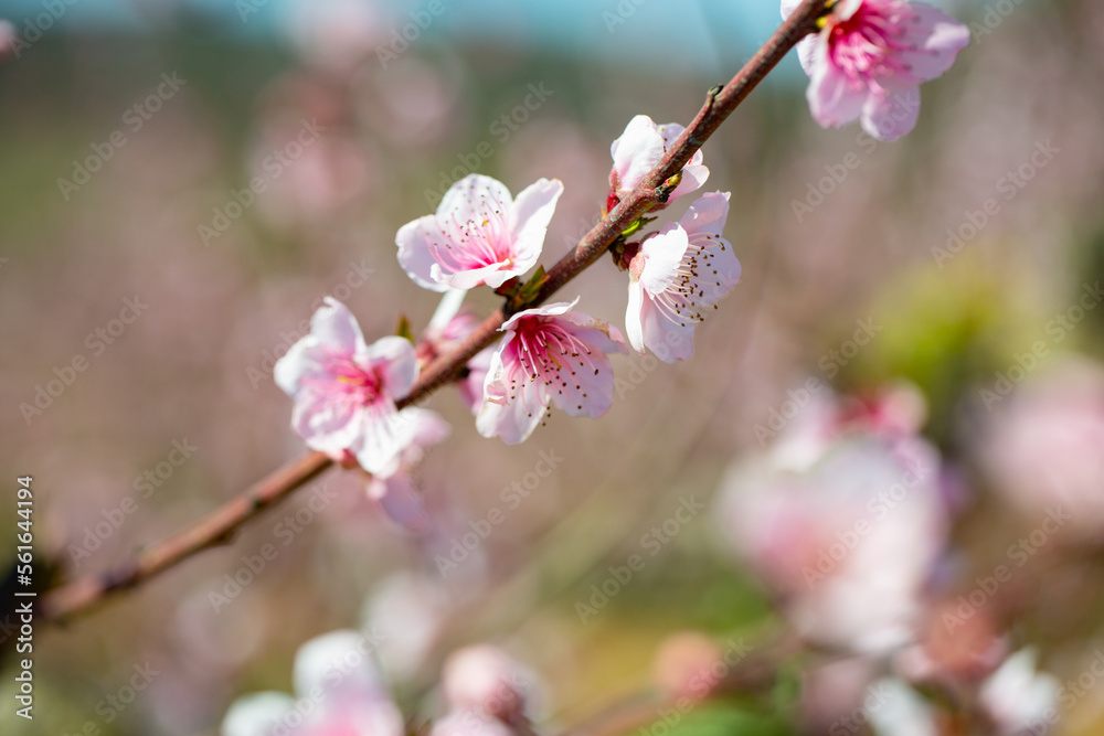 Fototapeta premium Blooming branches of peach trees on a bright sunny day
