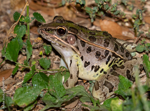 Southern Leopard Frog (Rana sphenocephala) in the garden, Galveston, TX