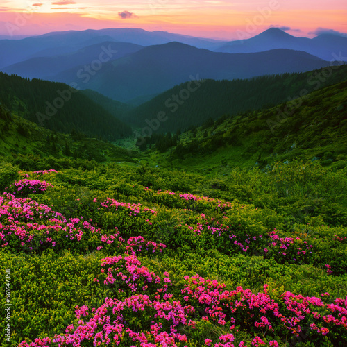  blooming pink rhododendron flowers, amazing panoramic nature scenery, Carpathian mountains, Ukraine, Europe