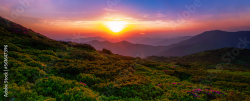 flowering pink rhododendron flowers, amazing panoramic nature scenery, Carpathian mountains, border Romania and Ukraine, Europe
