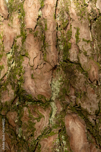 Texture of bark wood use as natural background