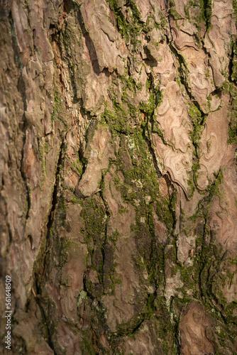 Texture of bark wood use as natural background