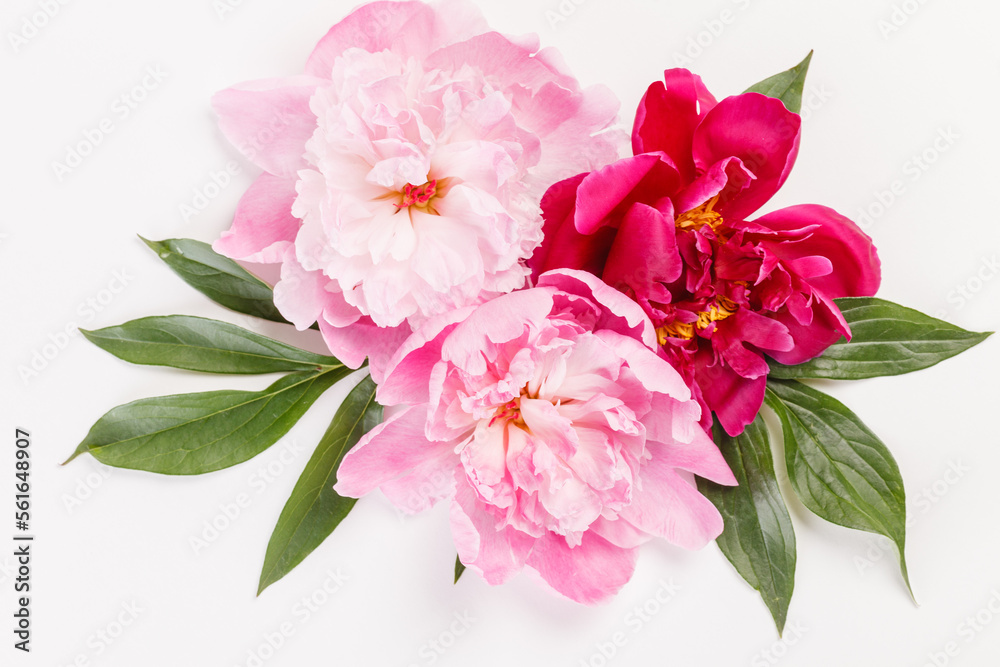 peony flowers on the white