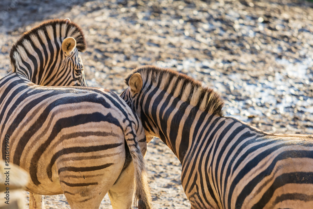 Obraz premium Portrait of a Zebra - Hippotigris. The background is bright
