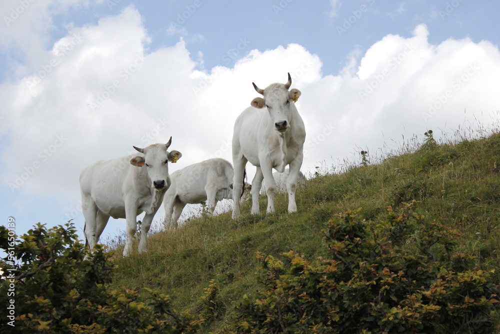 Fototapeta premium mucche al pascolo