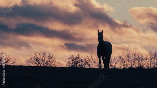 Pferd als Silhouette auf Koppel