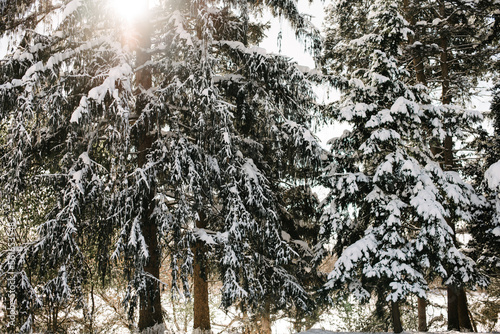 Sun and snow covered trees 