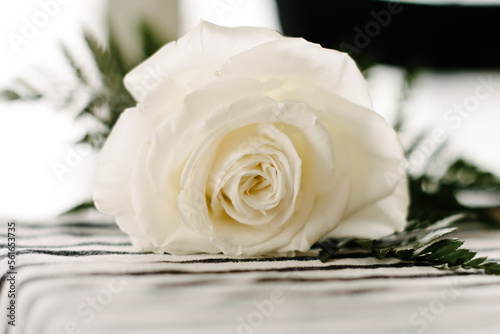 white rose close up