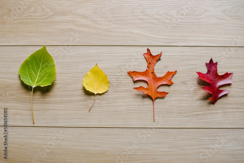 autumn leaves on wooden background