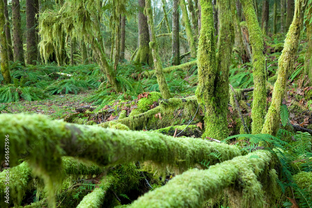 Scenic of the Hoh River Rain Forest. Olympic National Park, WA Scenic of the Hoh River Rain Forest. Olympic National Park, WA