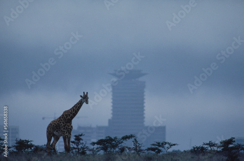 Giraffe walks in Nairobi National Park with the skyline of Nairobi in the background. photo