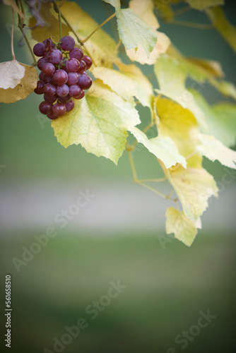 A cluster of grapes on a vine in the Autum.
