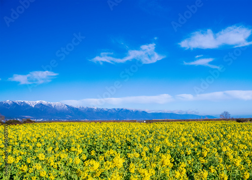 菜の花畑と青空