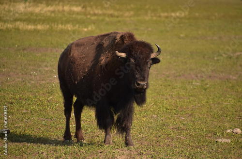 Young Bull Buffalo Standing on a Prairie