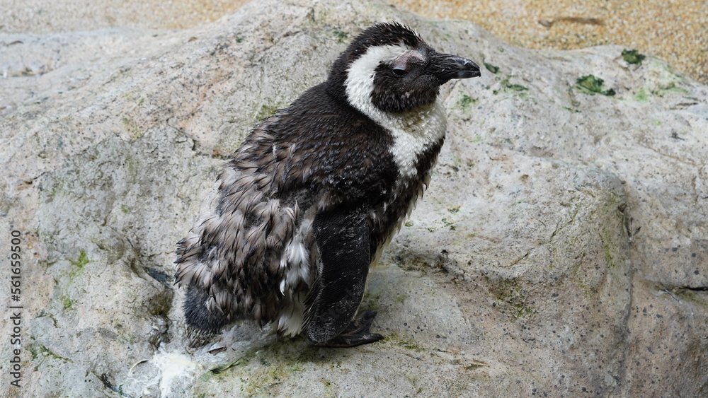 JackassPenguin|AfricanPenguin|Spheniscus demersus|斑嘴環企鵝|南非企鵝 JackassPenguin|AfricanPenguin|Spheniscus demersus|斑嘴環企鵝|南非企鵝