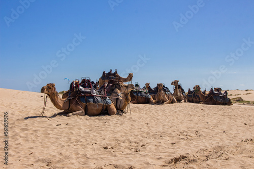Camels in the Sand Dunes © Robin