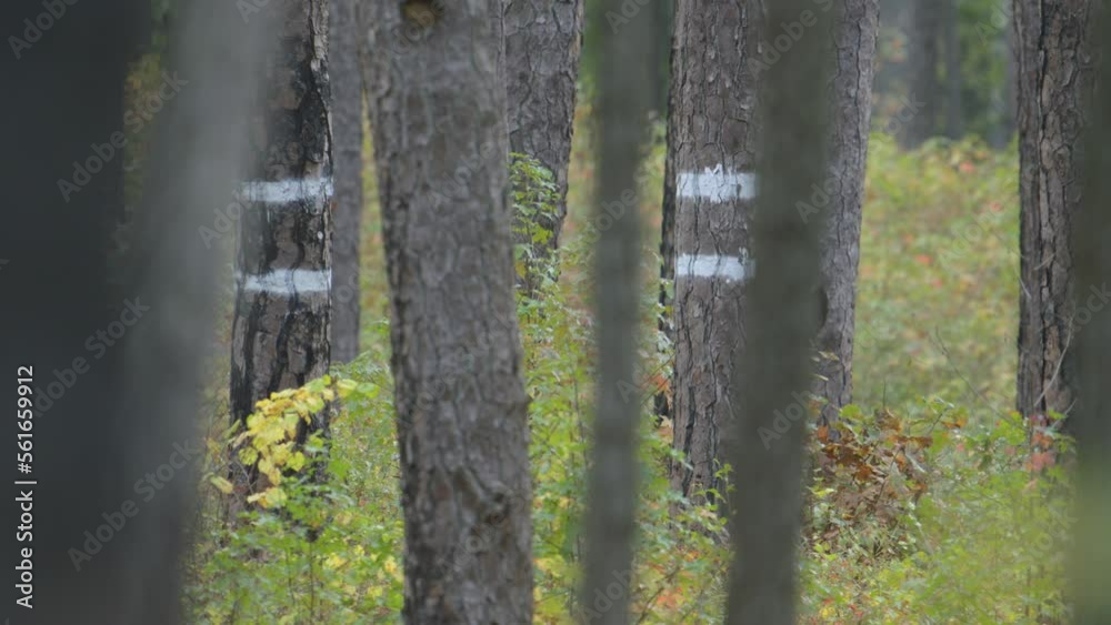 Double white bands at the base of live long leaf pine trees indicate a nesting family group of Red Cockaded Woodpeckers a protected and formerly endangered species Double white bands at the base of live long leaf pine trees indicate a nesting family group of Red Cockaded Woodpeckers a protected and formerly endangered species