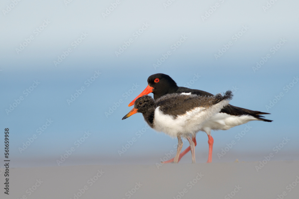 austernfischer Haematopus ostralegus austernfischer Haematopus ostralegus