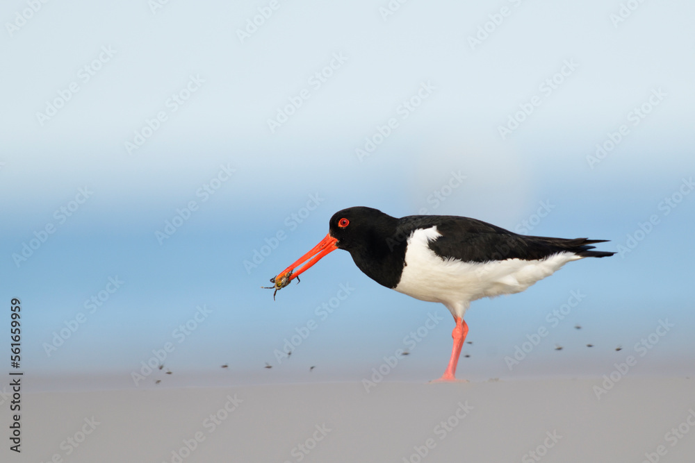 austernfischer Haematopus ostralegus austernfischer Haematopus ostralegus
