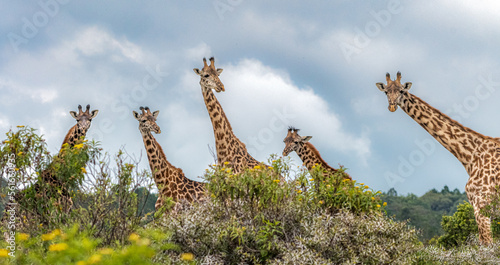Photography Giraffes in Tanzania