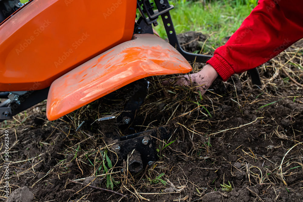 Cleaning of cultivator milling cutters Elymus repens, couch grass. A dangerous weed that interferes with the cultivation of the soil with a cultivator Cleaning of cultivator milling cutters Elymus repens, couch grass. A dangerous weed that interferes with the cultivation of the soil with a cultivator