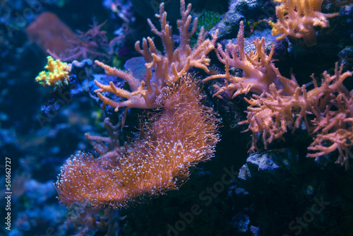  Diver Exploring Underwater World . Undersea beautiful world © russieseo