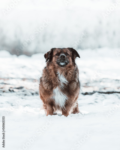 obedient sitting dog in the snow (selective focus)