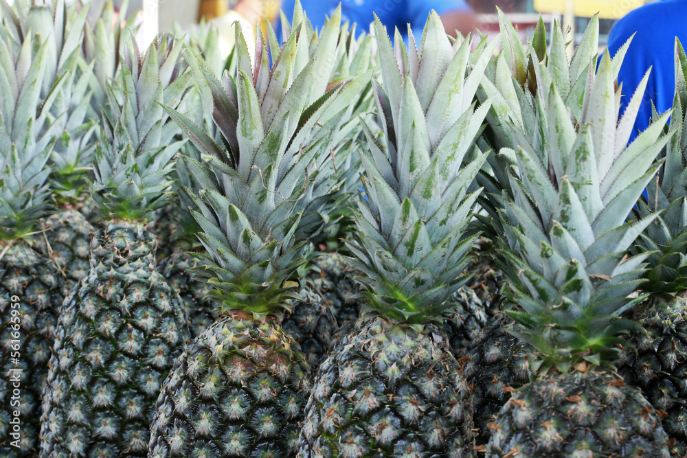 Fototapeta premium Closeup of bunch of pineapple