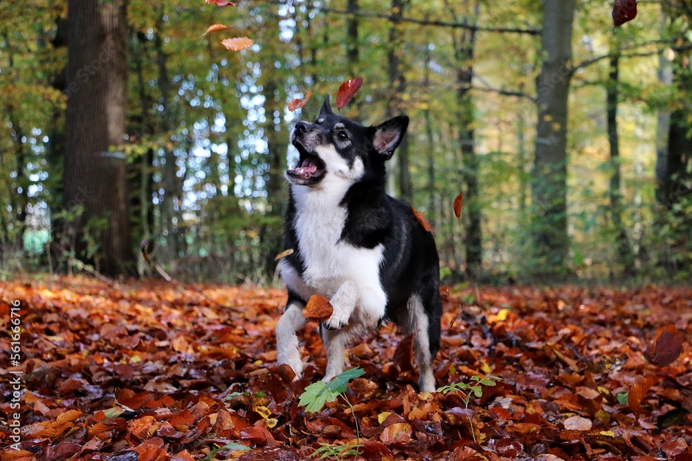 funny mixed dog in the forrest is catching flying autumn leafs funny mixed dog in the forrest is catching flying autumn leafs