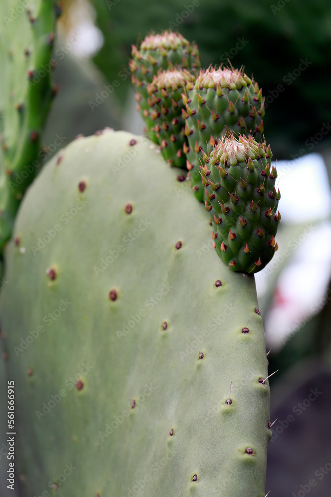 Prickly pear tree closeup, with unripe fruits Prickly pear tree closeup, with unripe fruits