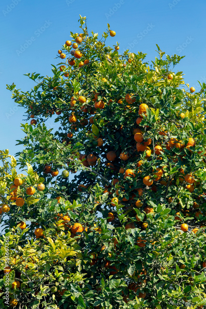 Tree of rangpur lime, or Limao Cravo in Portuguese Tree of rangpur lime, or Limao Cravo in Portuguese