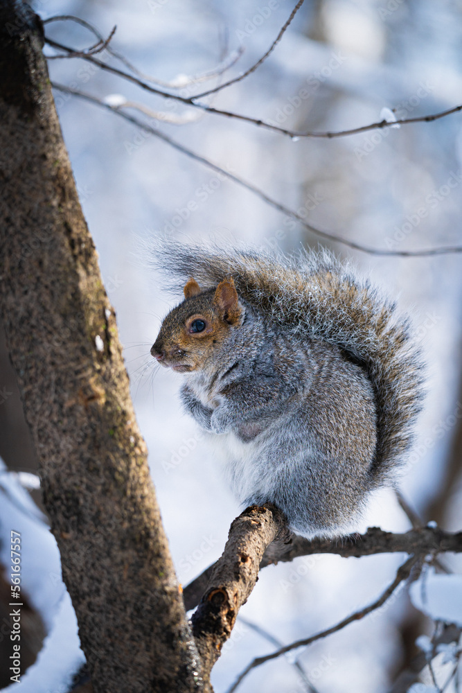 squirrel on tree squirrel on tree
