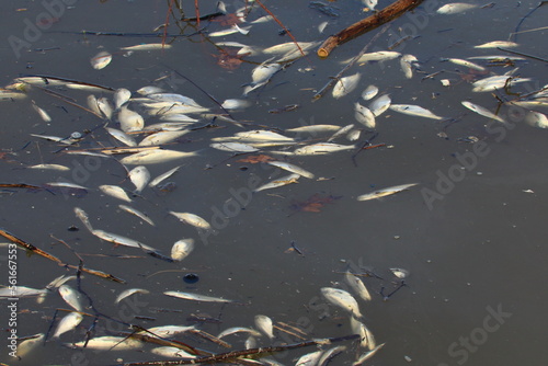 Photography Killed fish from the toxic water