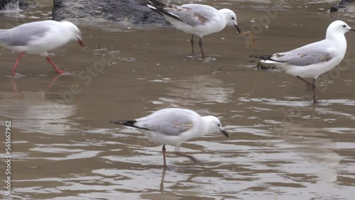 Seagulls foraging on beach photo