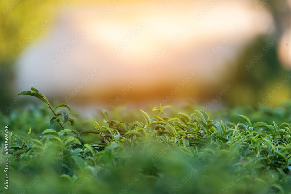 Green tea tree leaves field Fresh young tender bud herbal in farm on summer morning. Sunlight Green tea tree plant camellia sinensis in organic farm. Close up Tree tea plant green nature in morning Green tea tree leaves field Fresh young tender bud herbal in farm on summer morning. Sunlight Green tea tree plant camellia sinensis in organic farm. Close up Tree tea plant green nature in morning