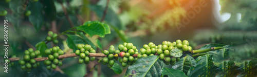 Banner Green coffee bean berry plant with sunlight. Panorama Fresh raw seed coffee tree growth in eco organic farm morning time. Close up Green seed berries arabica coffee garden with copy space