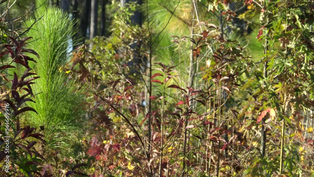 densely growing shrubs plants understory of a pine savannah, the oaks and woody bushes compete and choke out the long leaf and loblolly pine until nature fires clear the dense understory of fuel densely growing shrubs plants understory of a pine savannah, the oaks and woody bushes compete and choke out the long leaf and loblolly pine until nature fires clear the dense understory of fuel