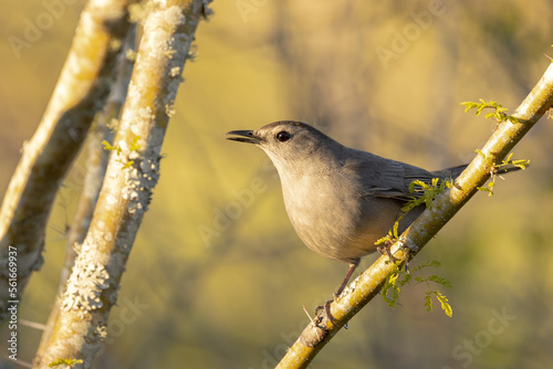 A grey catbird (Dumetella carolinensis) a shy bird species related to the mockingbird, in the evening light in Sarasota, Florida photo