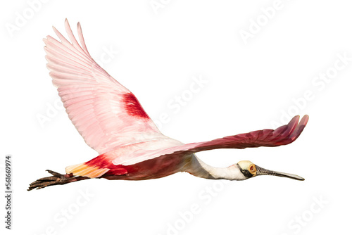A roseate spoonbill in flight (Platalea ajaja) in flight, isolated with no background (transparent PNG) photo