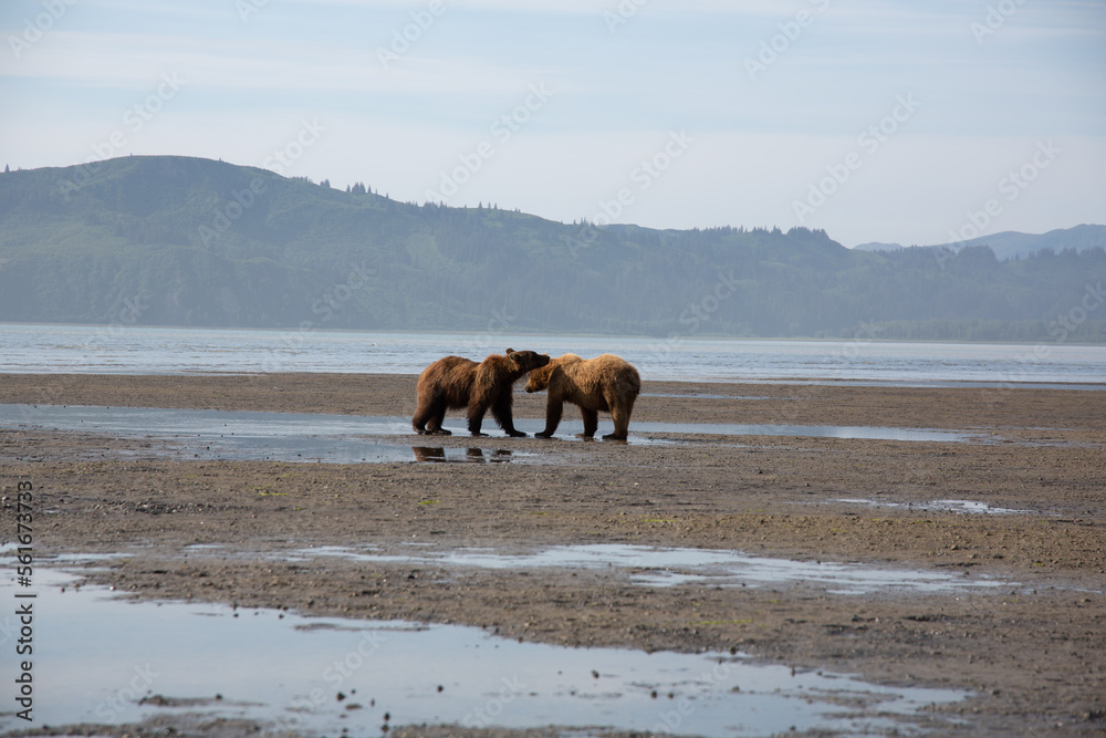 Fototapeta premium Bears in alaska at wrangell st elias