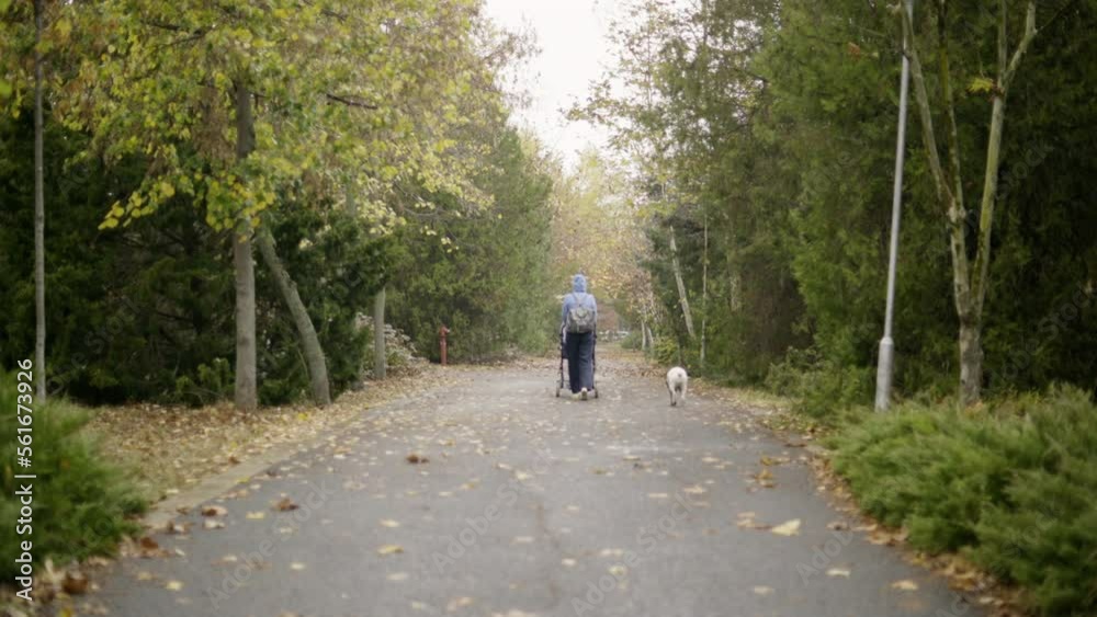 Back View Of Mother Walking At The Park With Baby In Stroller Followed By Pet Dog. wide Back View Of Mother Walking At The Park With Baby In Stroller Followed By Pet Dog. wide