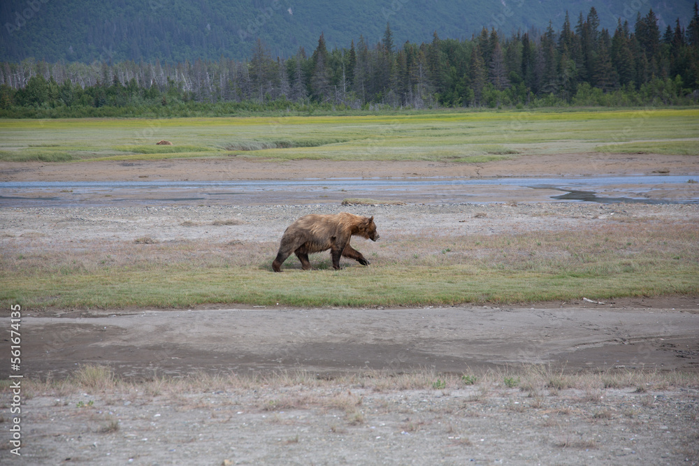 Bear walking in alaska Bear walking in alaska