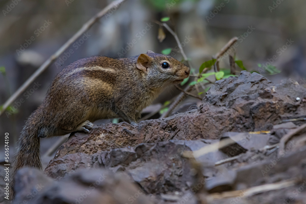 A chipmunk on a ground A chipmunk on a ground