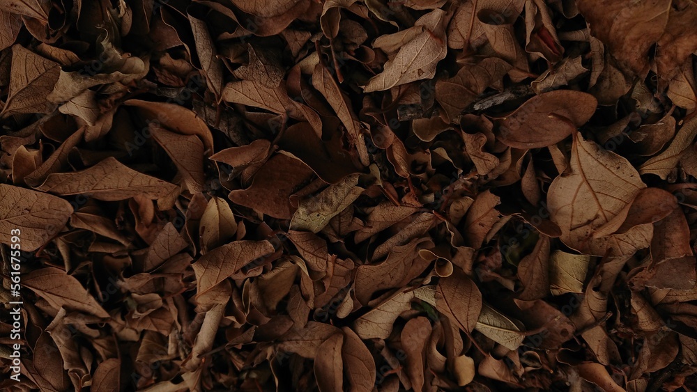 Autumn leaves Autumn leaves