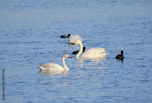 風景素材 琵琶湖で優雅に泳ぐ綺麗な白鳥