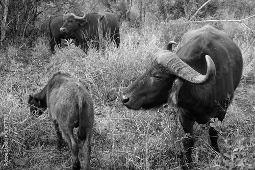 Manada de búfalos africanos photo