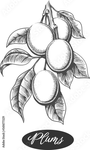 Plum branch engraving