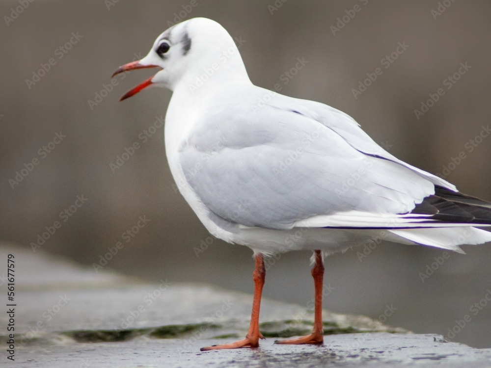 Fototapeta premium seagull with open beak from side