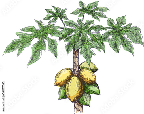 Papaya tree color sketch