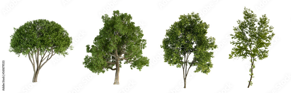 Set of tree isolated on white background - obrazy, fototapety, plakaty 